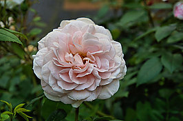 Bernhard Saalfeld - Gartenrose 2024 (9v9)